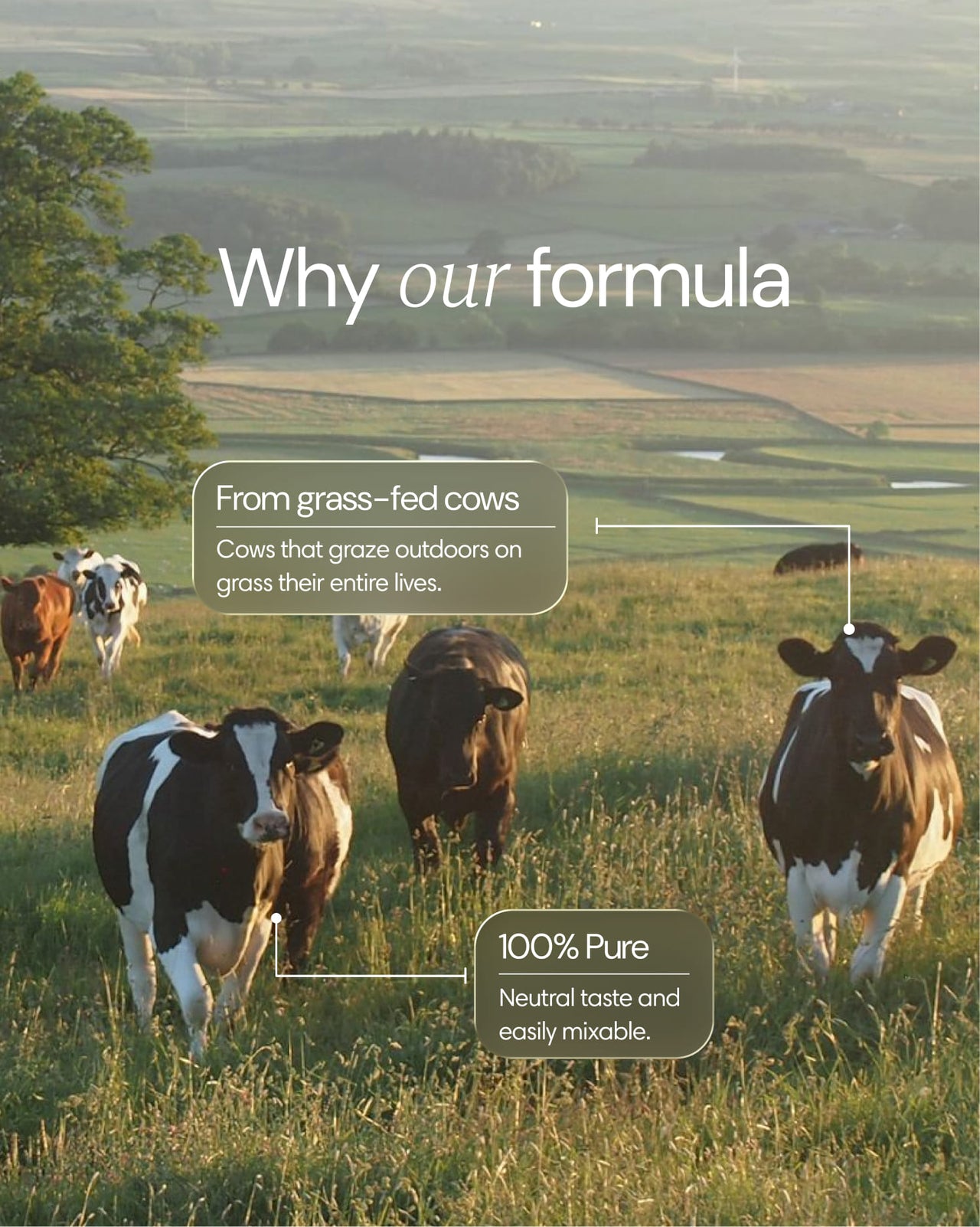  Clearly - Grass-fed Collagen