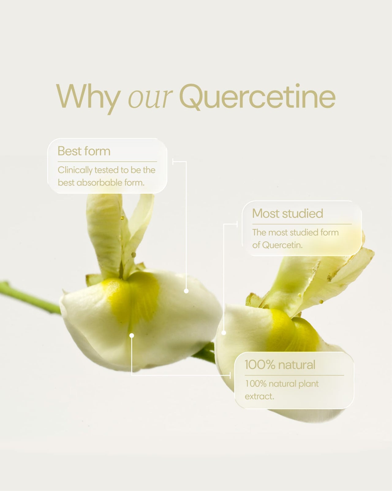 Quercetine